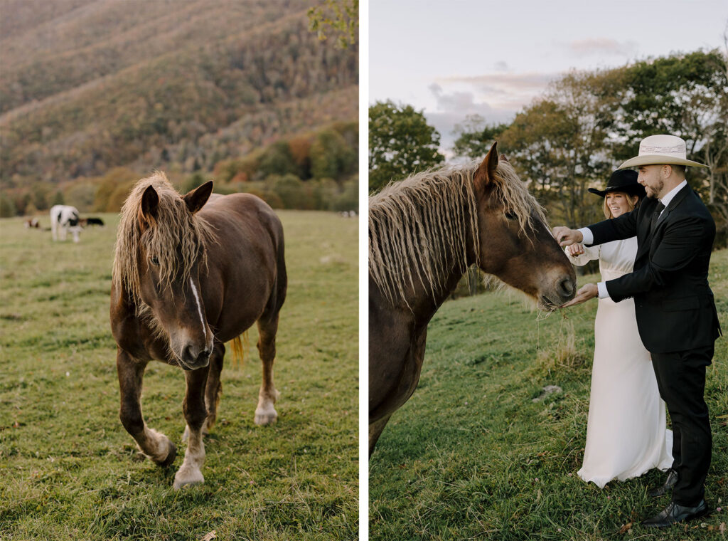 horse wedding asheville